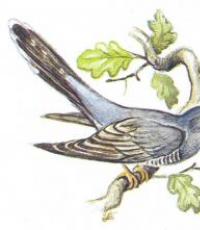 Познавательная сказка для детей о зимующих и перелетных птицах Рассказы о птицах для малышей