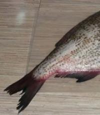 Лещ в духовке – доступный рыбный деликатес Лещ запечь в духовке