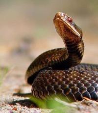 Kompatibilnost zmije i pijetla: jesu li ljubav, brak i prijateljstvo mogući između Zemlje i Vatre?