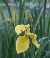 Fantastiske vanlige iriser: Oppdag hemmeligheten bak hver farge Varianter av hageiris